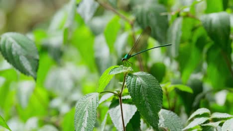 Seen-on-top-of-a-plant-in-the-forest-as-the-light-transitions-to-very-bright,-Clear-winged-Forest-Glory,-Vestalis-gracilis,-Thailand