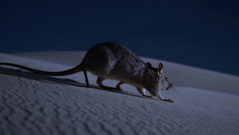 desert sand rat under a full moon