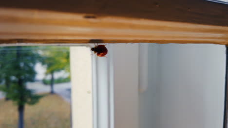 mariquita caminando dentro de una ventana