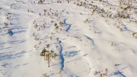 Smooth-passage-over-a-sparse-and-bright-pine-forest-covered-in-thick-snow