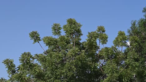 Azadirachta-indica,-Branches-of-neem-tree-during-a-bright-sunny-day,-mahogany-family-Meliaceae-1