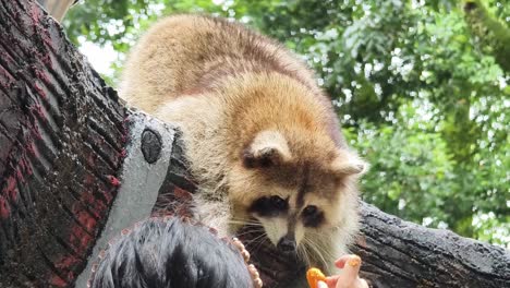 raccoon being fed