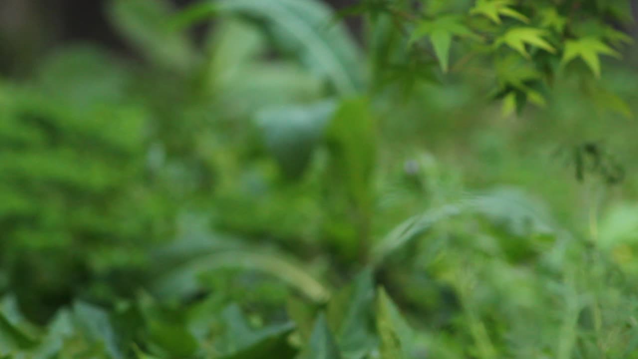 фокусное расстояние от розового цветка до зеленого листопадного куста с травяными мухами и комарами-людоедами naturee wildlife