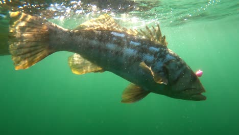 Kaliko-Wolfsbarsch-Bewegt-Die-Wasseroberfläche-Mit-Der-Schwanzflosse-Und-Erzeugt-Einen-Sunburst-Lichtstrahl