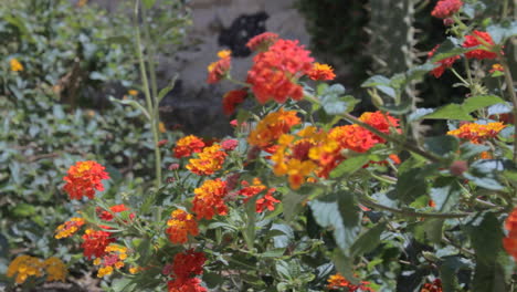 bees hovering around summer flowers