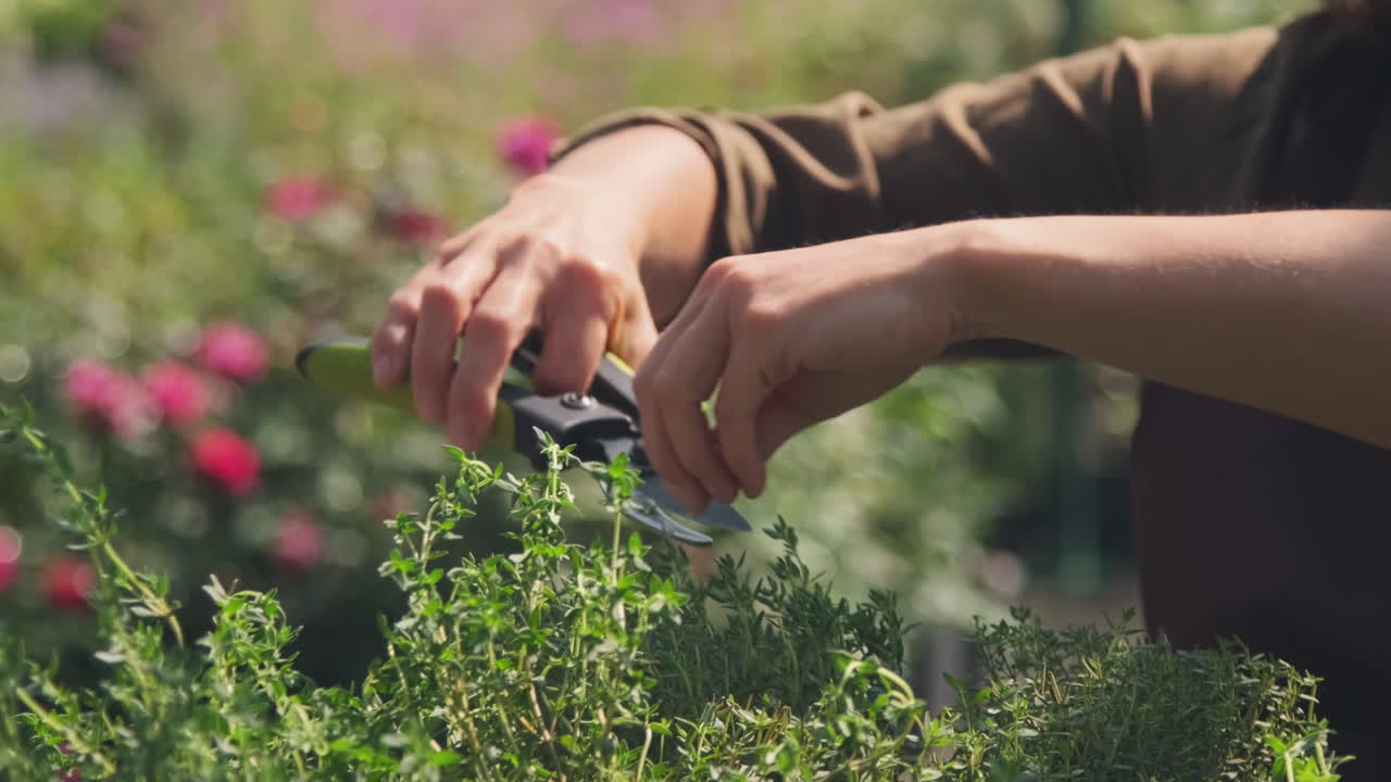 Pruning thyme in the garden