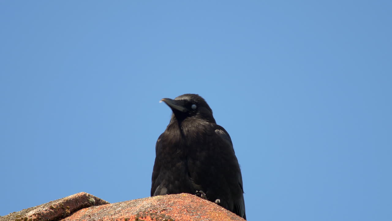 крупноклювая птица ворона отдыхает на камнях на фоне голубого неба