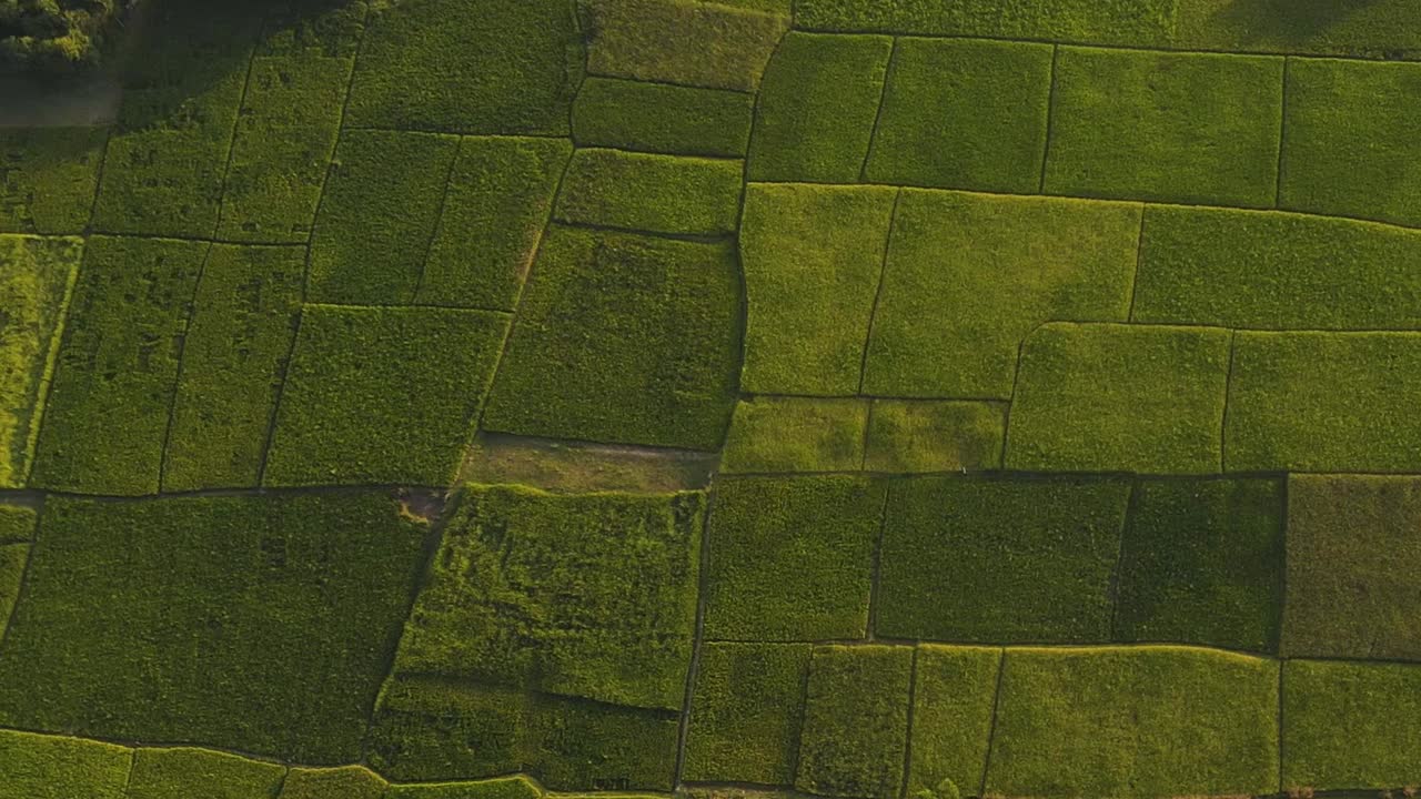 vista aérea de exuberantes arrozales en sylhet mostrando la agricultura