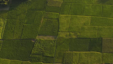 Luftaufnahme-üppiger-Reisfelder-In-Sylhet,-Die-Die-Landwirtschaft-Zeigen