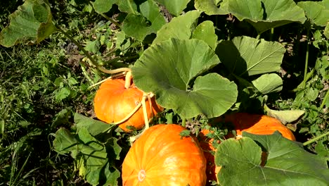 pumpkin vegetables growing in organic food farm plantation. tilt down. 4k