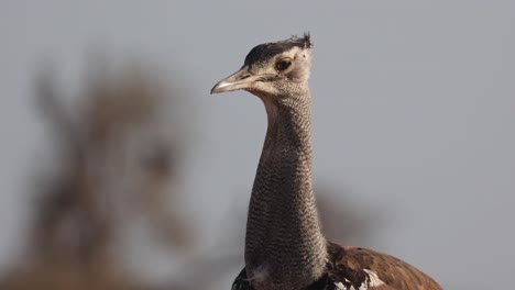 closeup of a kori bustard's head and neck while walking, mashatu game reserve