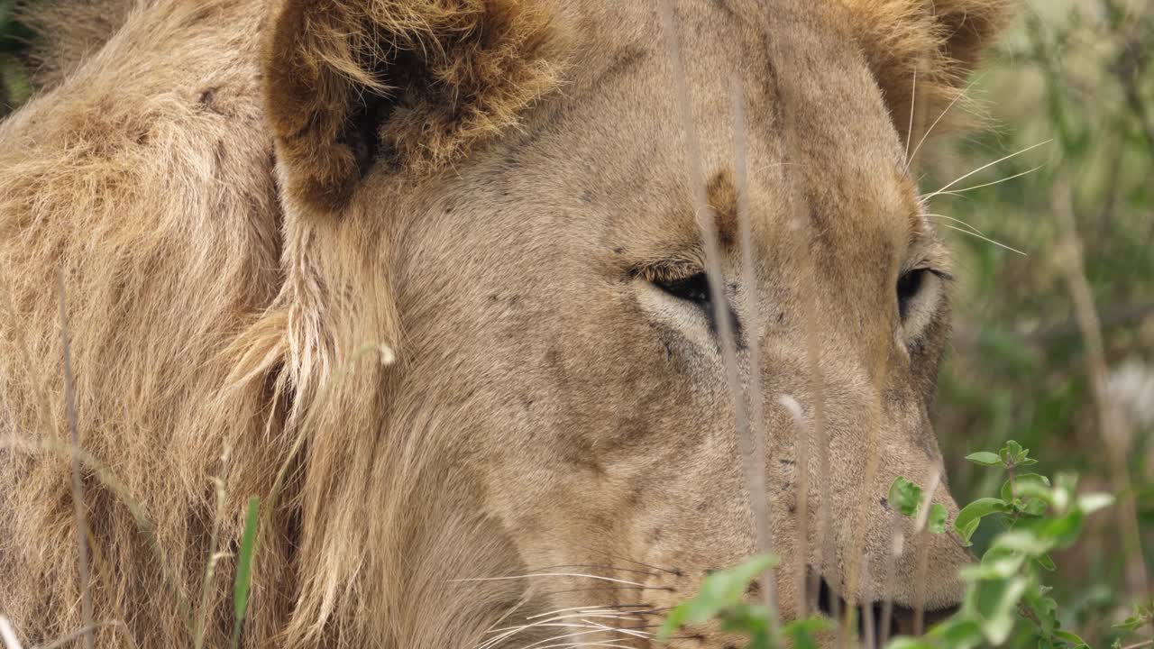 Extrémní detailní záběr: Roztomilý obličej samce afrického lva, jak se mu chce spát.