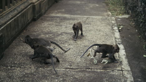 monkeys walking along stone temple pathway in indonesia slow motion