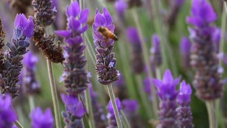 bee-on-lavender-plant-macro-shot