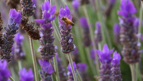 abeja en planta de lavanda macro shot