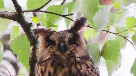 retrato de lechuza de orejas largas soñolienta descansando en un árbol en el bosque, tiro estático de ángulo bajo