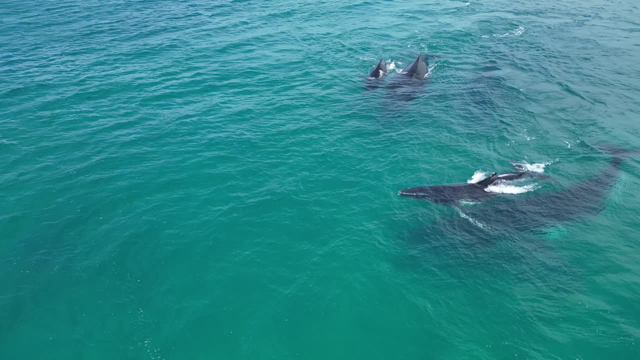 Top down aerial view over humpback whales with their calves in the Indian Ocean