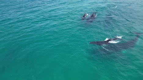 vista aérea de arriba hacia abajo sobre las ballenas jorobadas con sus crías en el océano índico