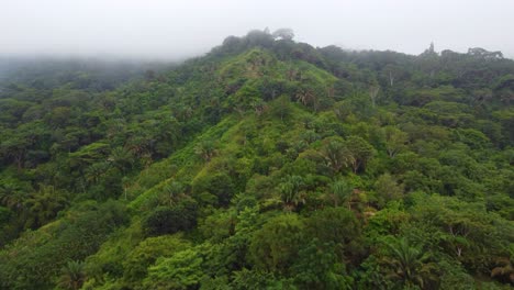 drone shot of dense columbian forest in the mountains with heavy fog