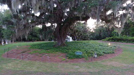 Drone-shot-moving-towards-the-Airlie-oak-tree-in-Wilmington,-NC