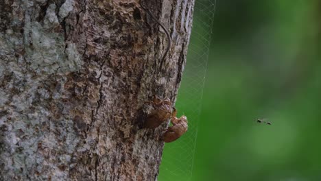 A-wasp-flying-beside-and-above-the-sloughed-skin-of-two-dead-Cicadas-that-are-hanging-on-a-trunk-of-a-tree-inside-Khao-Yai-Nationa-Park,-in-Nakhon-Ratchasima-province-in-Thailand