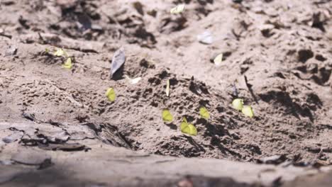 a cluster of yellow butterflies at rest start fluttering as they take off, slow mo - gandaca harina burmana