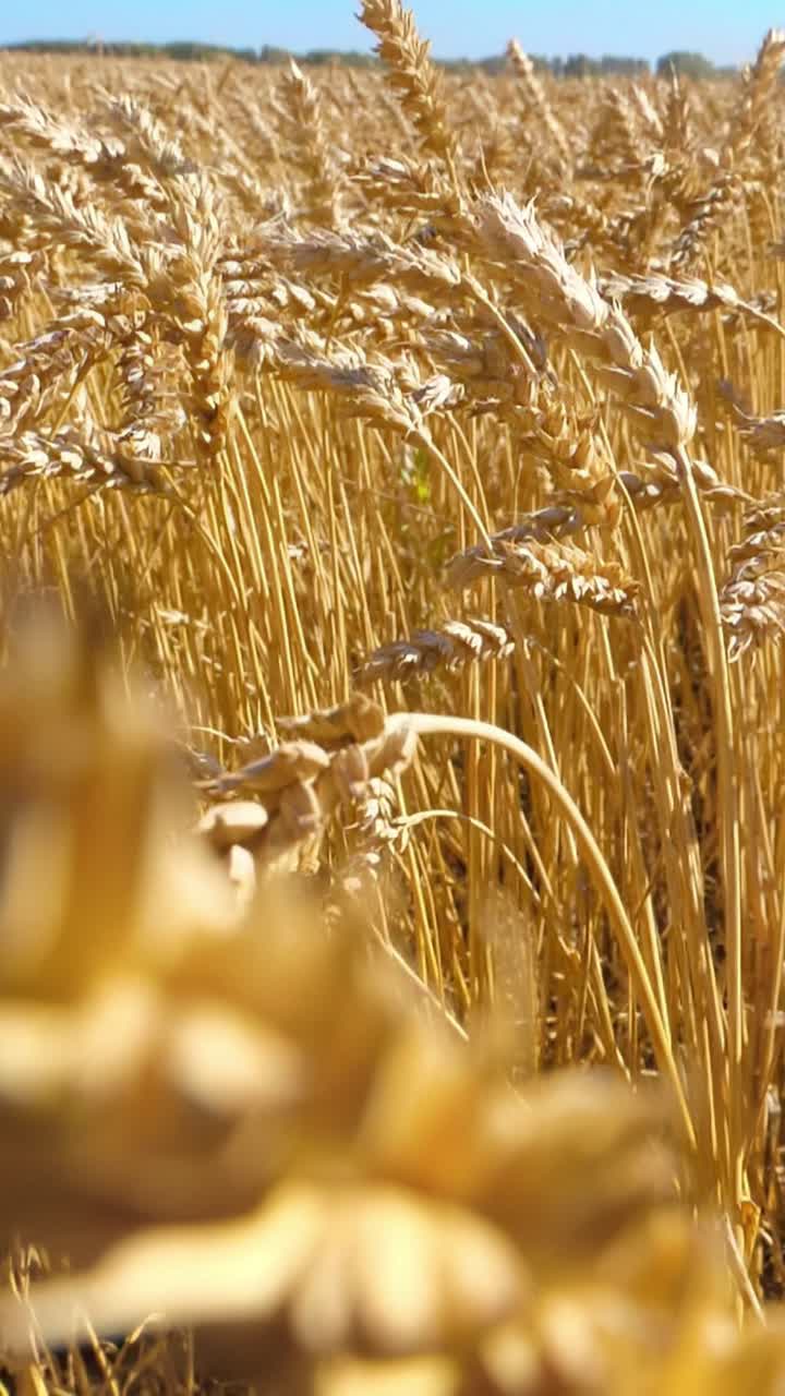 Golden wheat field with blurred foreground showcasing agricultural beauty and nature's bounty