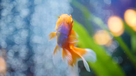 close up of goldfish swimming in clean aquarium