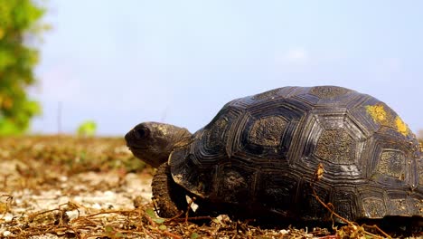 tortuga bebé marcada para estudio científico