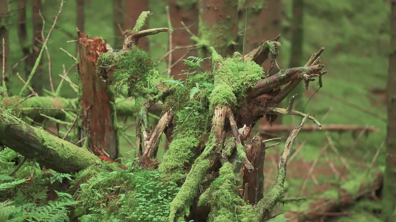 Knækkede grene og blotlagte rødder af det væltede træ dækket af mos og bregner i den fortryllede frodige skov