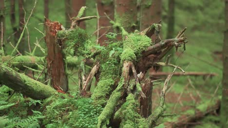 broken branches and exposed roots of the fallen tree covered with moss and ferns in the enchanted lush forest