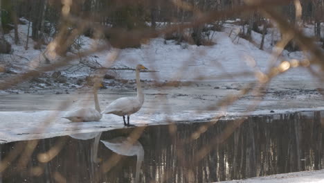 two swans standing on ice near cold winter river, handheld view from behind bushes