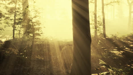glowing fog in the forest in the evening
