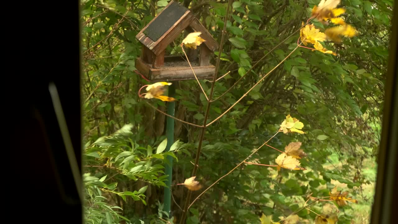 매우 높은 바람은 4k 내부에서  새 먹이를 가진 시골 정원에서 나무와 관목을 이동