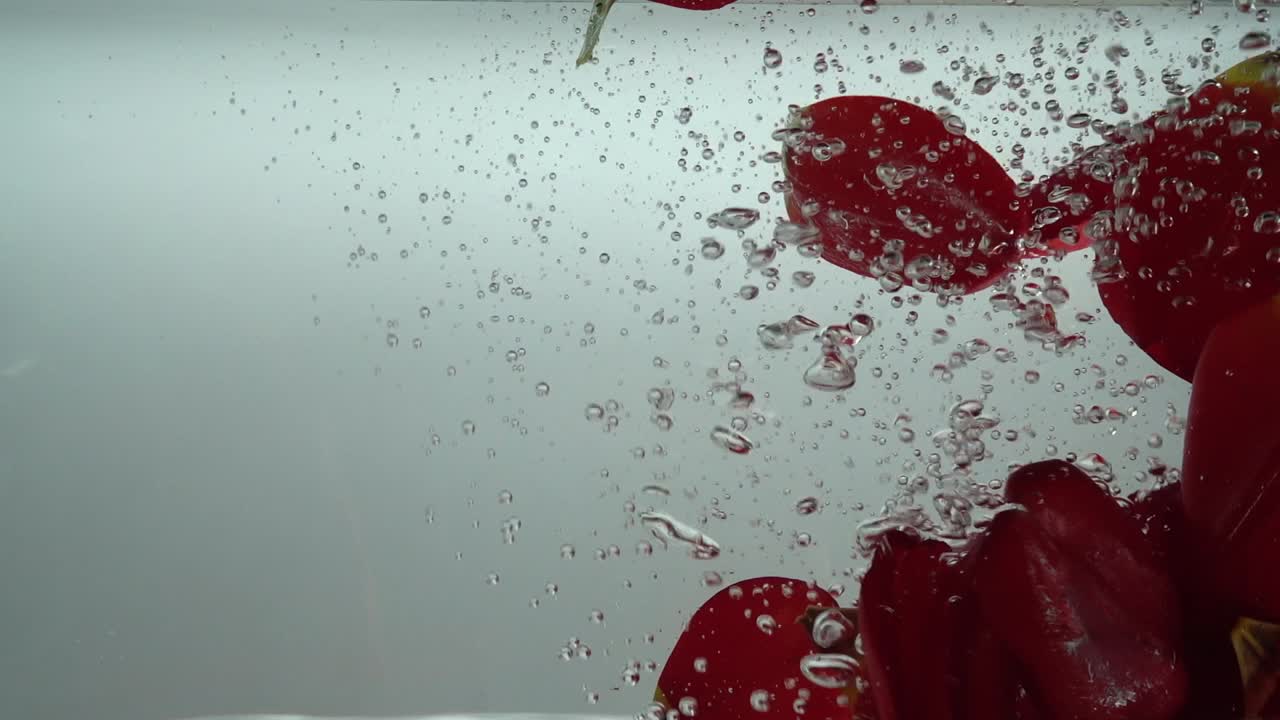 Petali di tulipani cadono nell'acqua. Sfondo. Movimento rallentato.