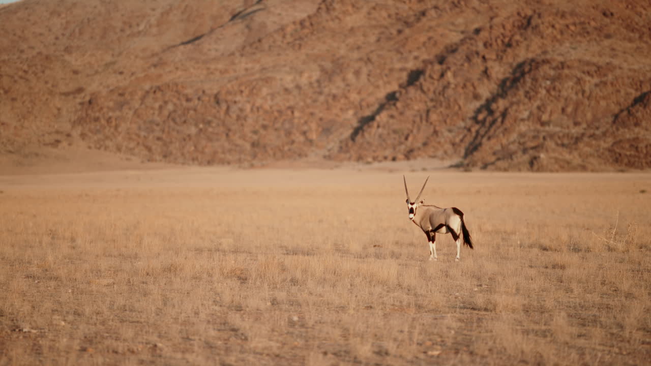 Oryx in the African Desert