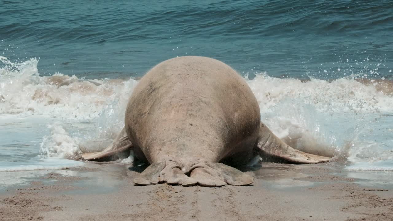 Huge bull elephant seal returning to the ocean from the beach as seen from directly behind with it's fat and blubber wobbling as it moves forwards into the waves