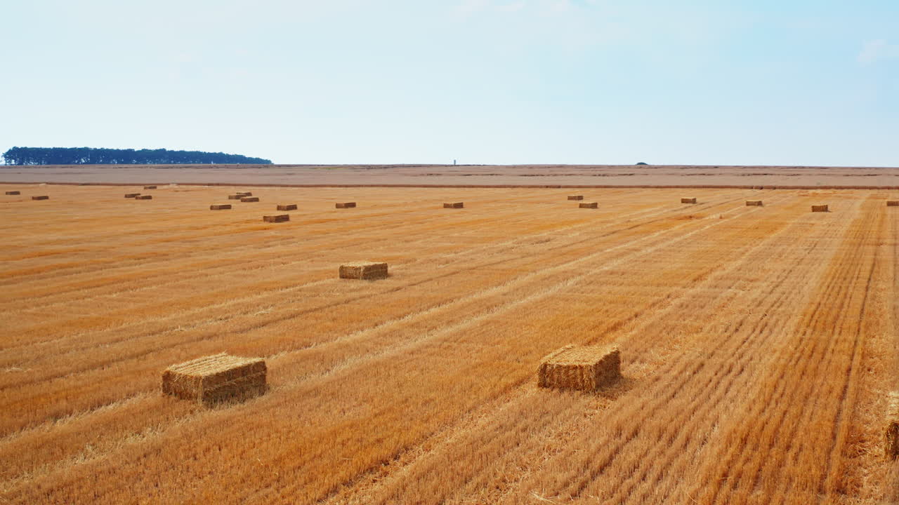 Dry wheat field after harvesting. Circle over the farmland full of hay bales. Agricultural machinery at the backdrop.