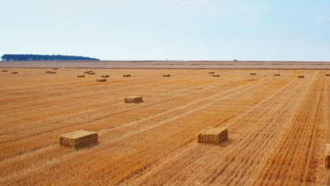 dry wheat field after harvesting. circle over the farmland full of hay bales. agricultural machinery at the backdrop.