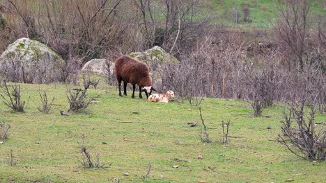 sheep-and-lamb-on-countryside-winter-morning-with-snow-flakes-falling