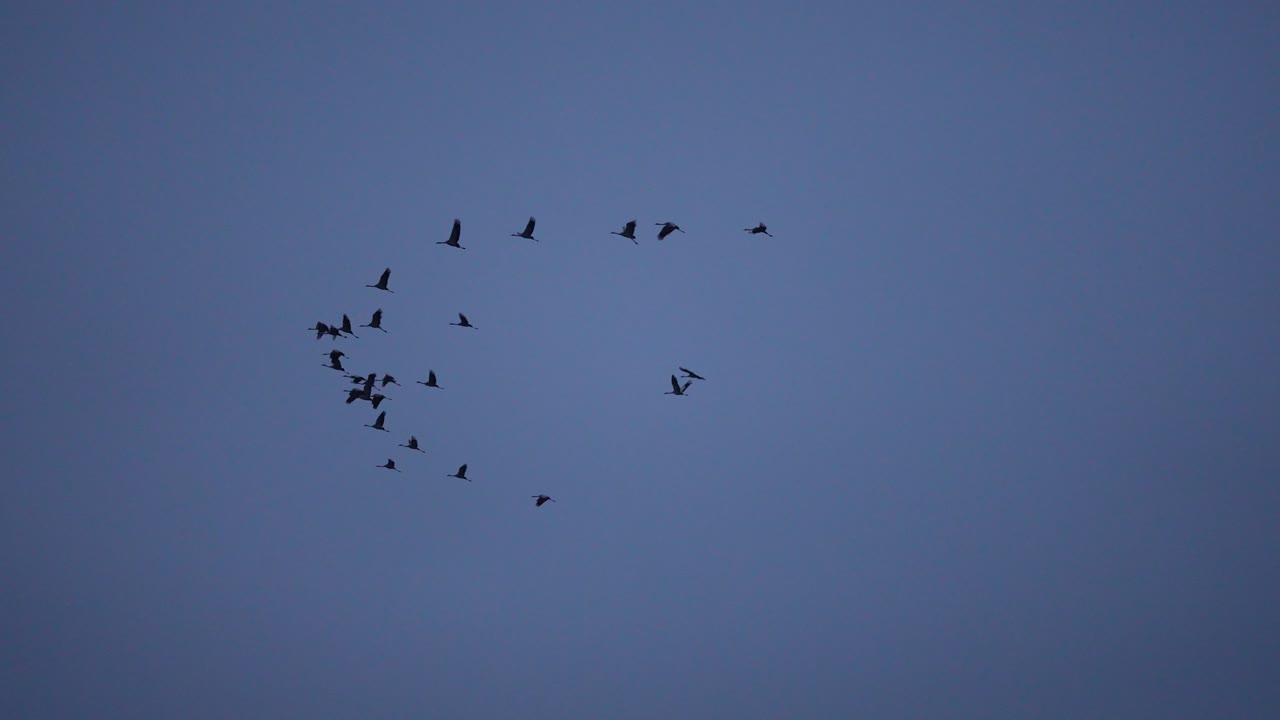 슬로우 모션으로 대형으로 비행하는 크레인 떼