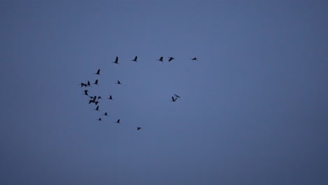 enjambre de grúas volando en formación a cámara lenta