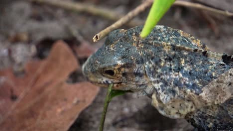 Leguan,-Der-Im-Dschungel-Von-Costa-Rica-Isst