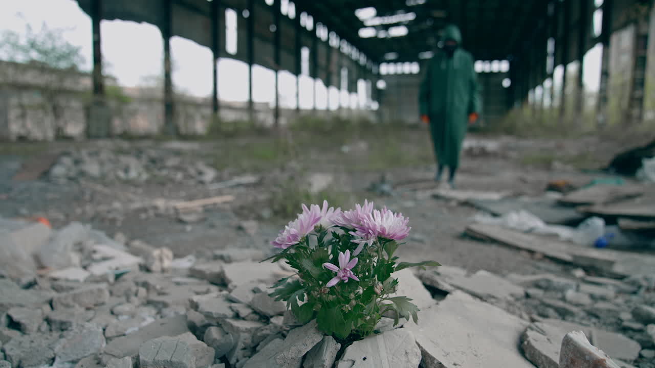 Flowers growing in stones. Beautiful survival flowers in the abandoned place on the background of a man in protective suit. Radiation zone.