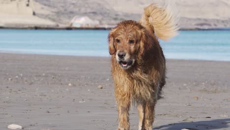 un perro golden retriever caminando por la playa, tiro frontal en cámara lenta