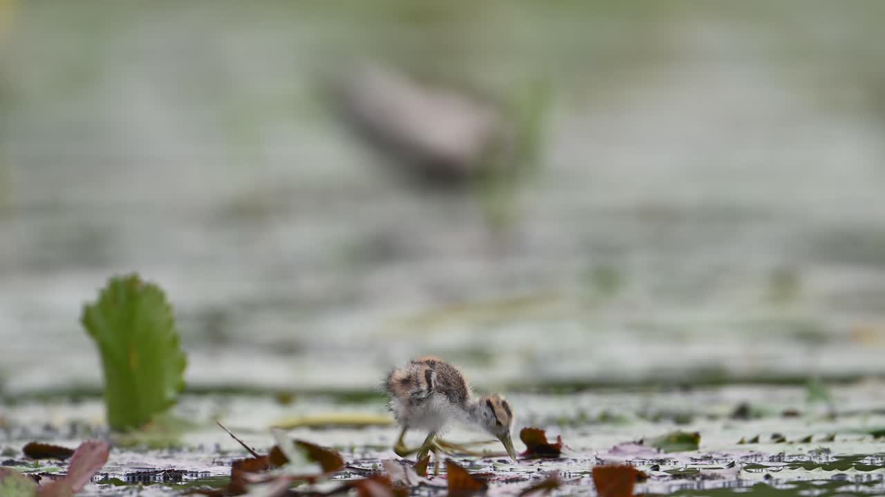 Pulcini di Jacana Fagianella - Primo Piano al Mattino su una Foglia Galleggiante di Ninfea