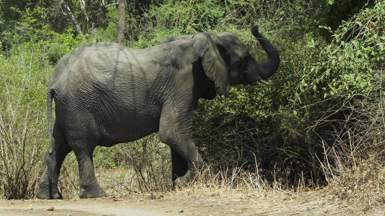 dos elefantes africanos hembras desapareciendo uno por uno en el bosque