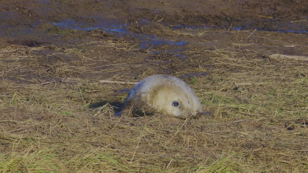 durante la temporada de reproducción de la foca gris atlántica, las crías recién nacidas con pelaje blanco experimentan el vínculo materno en el cálido sol de noviembre.