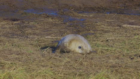 during atlantic grey seal breeding season, newborn pups with white fur experience maternal bonding in the warm november sun