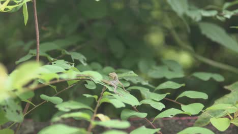 detailed close-up shot, the vibrant green leaves of indian plants gently swaying with grace in the breeze